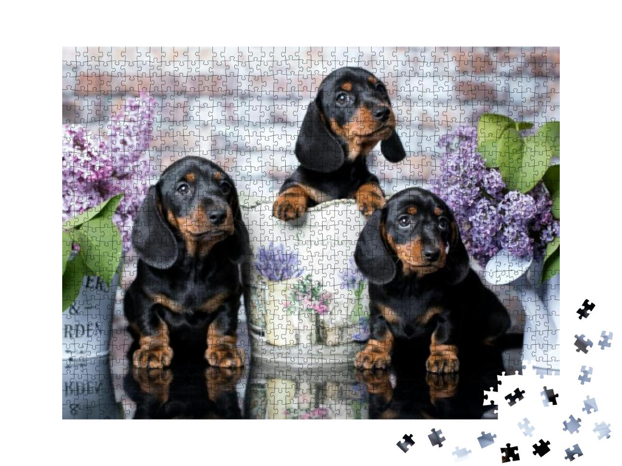 Portrait of a Beautiful Puppy Breed of Dachshund... Jigsaw Puzzle with 1000 pieces