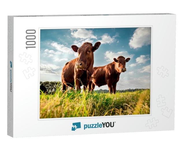 Beefmaster Cattle Standing in a Green Field... Jigsaw Puzzle with 1000 pieces
