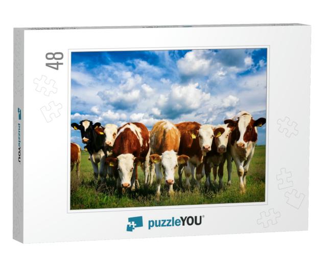 Cows on a Green Summer Meadow... Jigsaw Puzzle with 48 pieces
