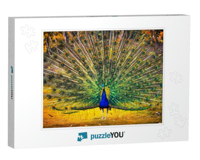 Blue Peacock Showing Its Feathers. Beautiful Bird Backgro... Jigsaw Puzzle