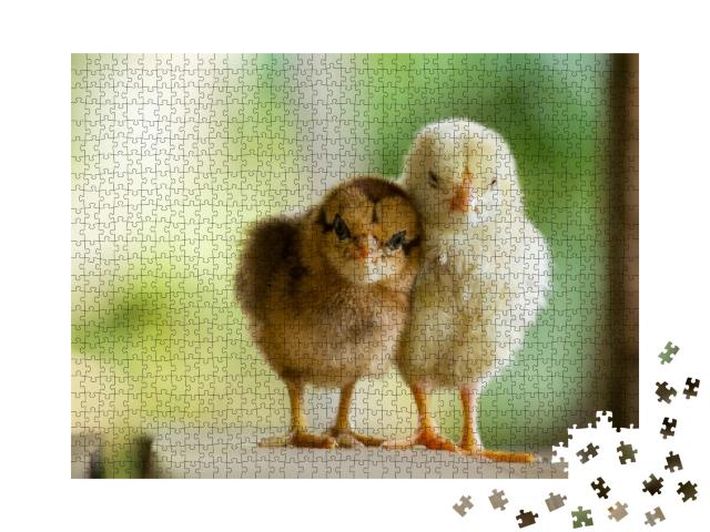 Close Up Twin of Little Chickens Friend Between Brown & Y... Jigsaw Puzzle with 1000 pieces