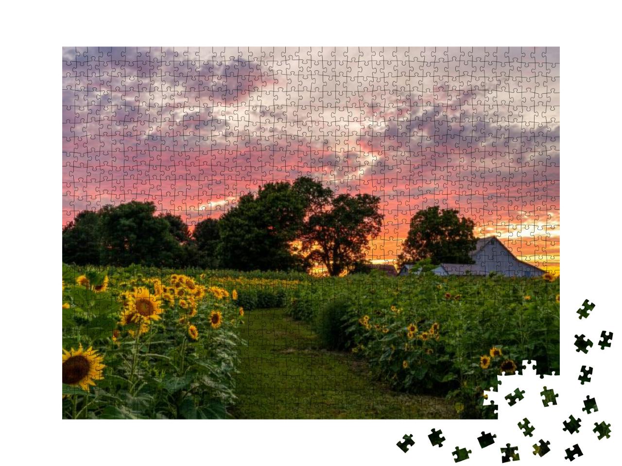 Colorful Sunset on a Rural Farm Field Full of Sunflowers... Jigsaw Puzzle with 1000 pieces