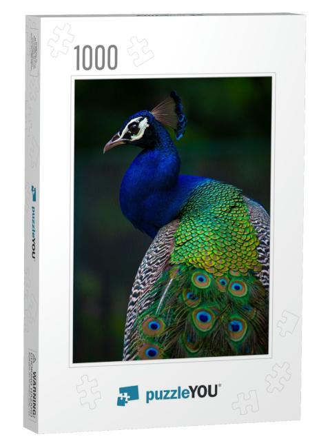 Indian Peacock, Closeup, Peacock Head, Peacock Feathers... Jigsaw Puzzle with 1000 pieces