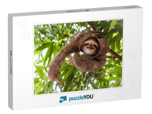 The Sloth on the Tree... Jigsaw Puzzle