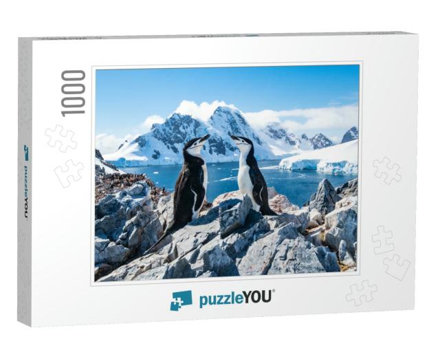 Chinstrap Penguin, Antarctica, January 2019... Jigsaw Puzzle with 1000 pieces