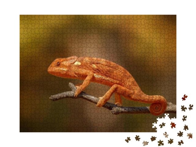 Flap Necked Chameleon with Amazing Blurry Background. Wil... Jigsaw Puzzle with 1000 pieces