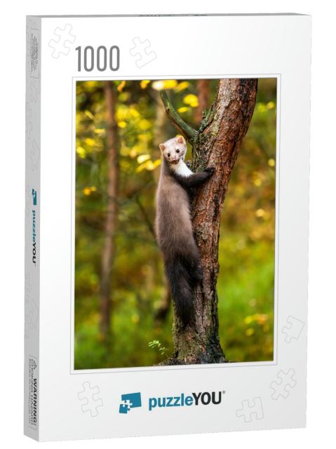 European Pine Marten Marten Searching for Food... Jigsaw Puzzle with 1000 pieces