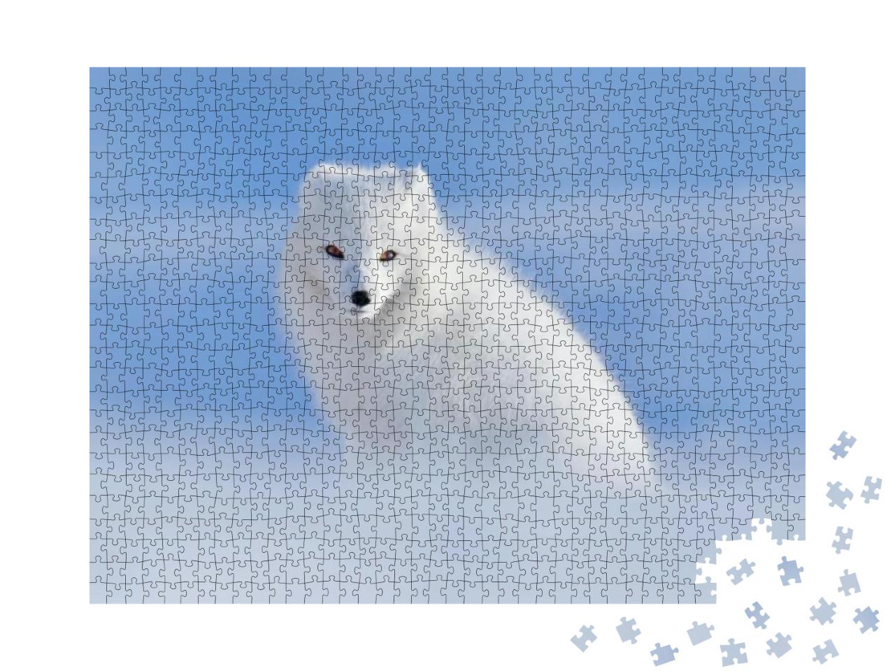 White Polar Fox in Habitat, Winter Landscape, Svalbard, N... Jigsaw Puzzle with 1000 pieces