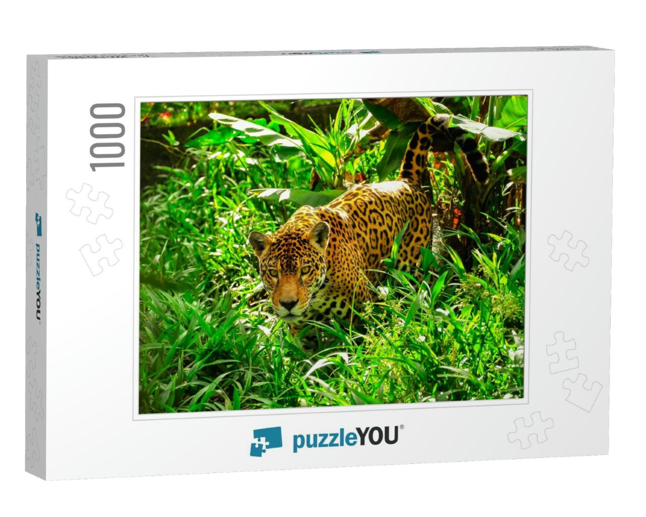 An Adult Jaguar Stalking in the Grass... Jigsaw Puzzle with 1000 pieces