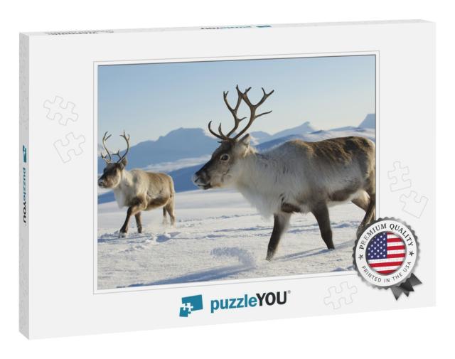 Reindeers in Natural Environment, Tromso Region, Northern... Jigsaw Puzzle
