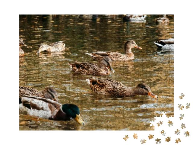 A Large Flock of Ducks Eats Abandoned Bread on the Lake... Jigsaw Puzzle with 1000 pieces