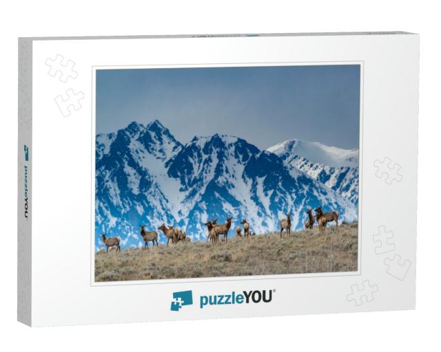 Herd of Elk Grazing with Backdrop of Snowy Teton Mountain... Jigsaw Puzzle