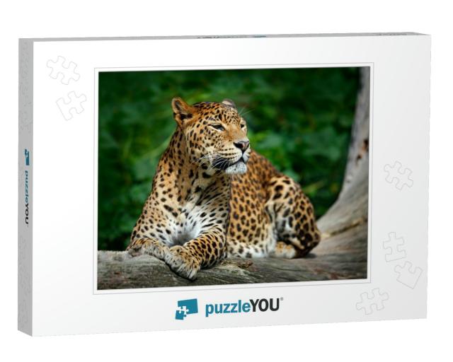 Sri Lankan Leopard, Panthera Pardus Kotiya, Big Spotted C... Jigsaw Puzzle