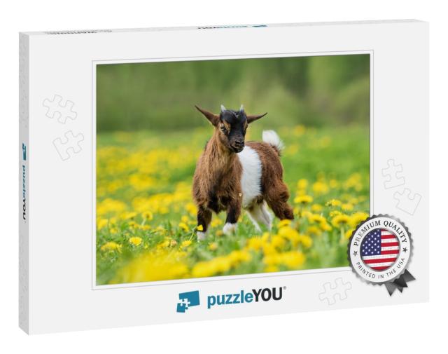 Little Nigerian Pygmy Goat Baby on the Field with Flowers... Jigsaw Puzzle