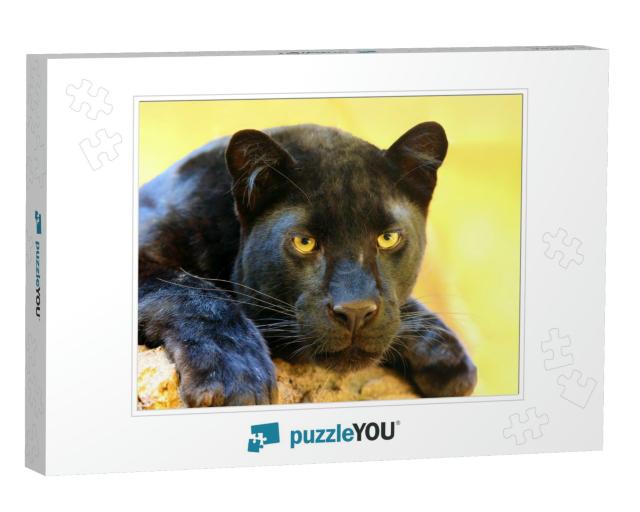 The Leopard Panthera Pardus Portrait. Melanistic Leopard... Jigsaw Puzzle