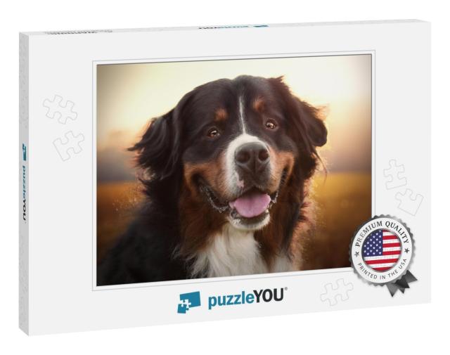 Portrait of Smiling Bernese Mountain Dog in Sunset... Jigsaw Puzzle