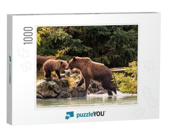 Mother Bear Fishing with Cubs in Chilkoot River, Haines A... Jigsaw Puzzle with 1000 pieces