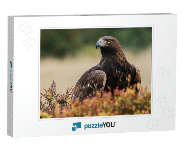 Golden Eagle Looking Around. a Majestic Golden Eagle Take... Jigsaw Puzzle