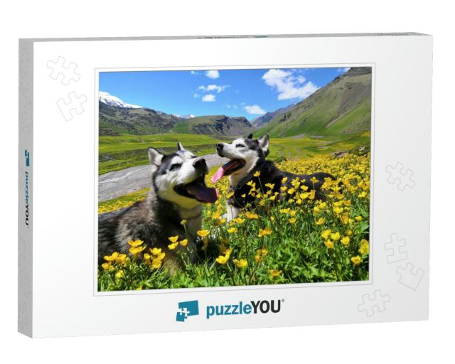 Two Siberian Husky Dogs on a Walk in the Mountains in Sum... Jigsaw Puzzle