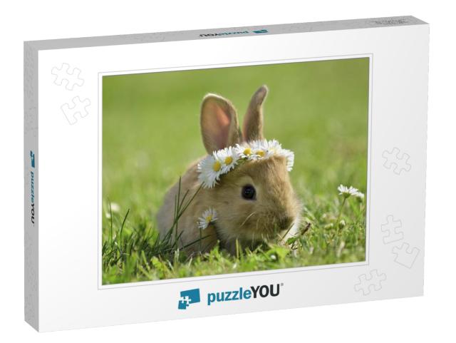 Bunny in Grass, Daisy Coronet, Spring & Easter... Jigsaw Puzzle