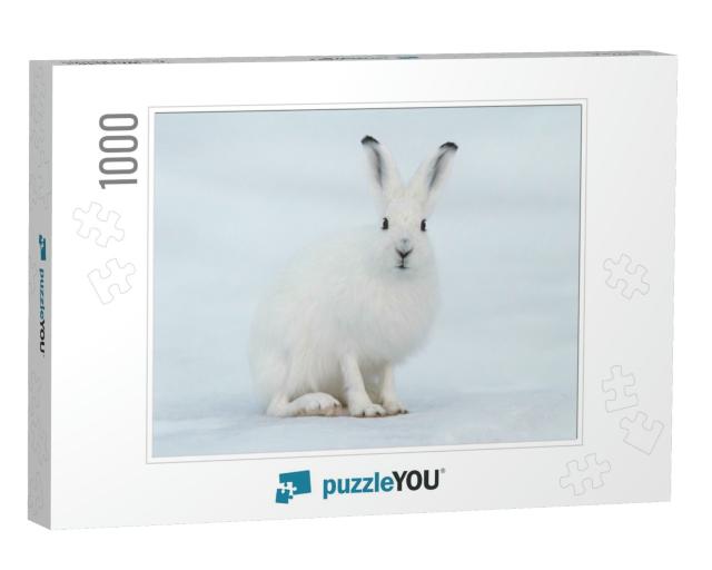 White Hare Lepus Timidus. Hare Sits on the Snow in the Tu... Jigsaw Puzzle with 1000 pieces