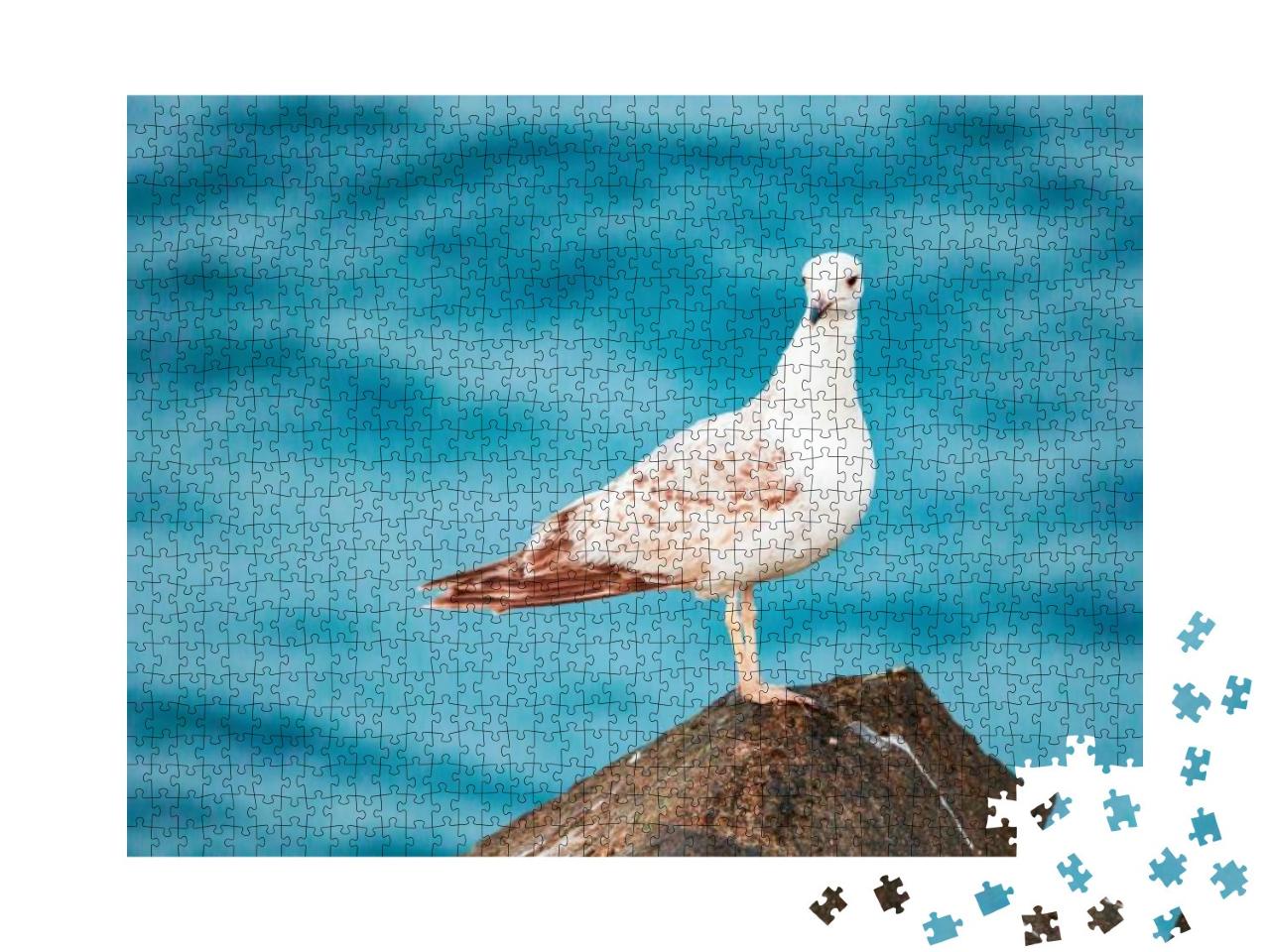 Seagulls Are Very Intelligent Birds, Who Live in Colonies... Jigsaw Puzzle with 1000 pieces