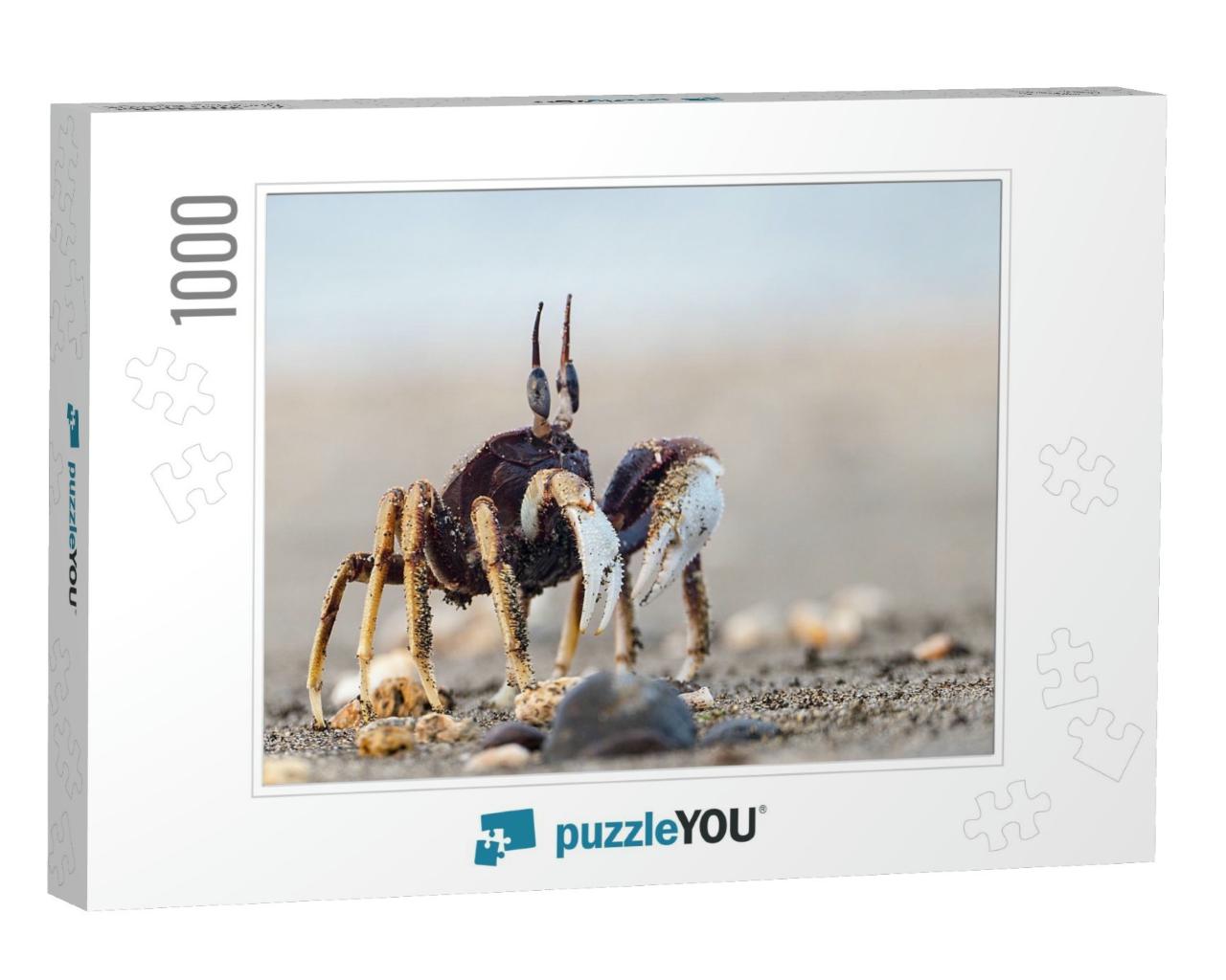 The Crab on Sandy Beach with Nice Background Color... Jigsaw Puzzle with 1000 pieces