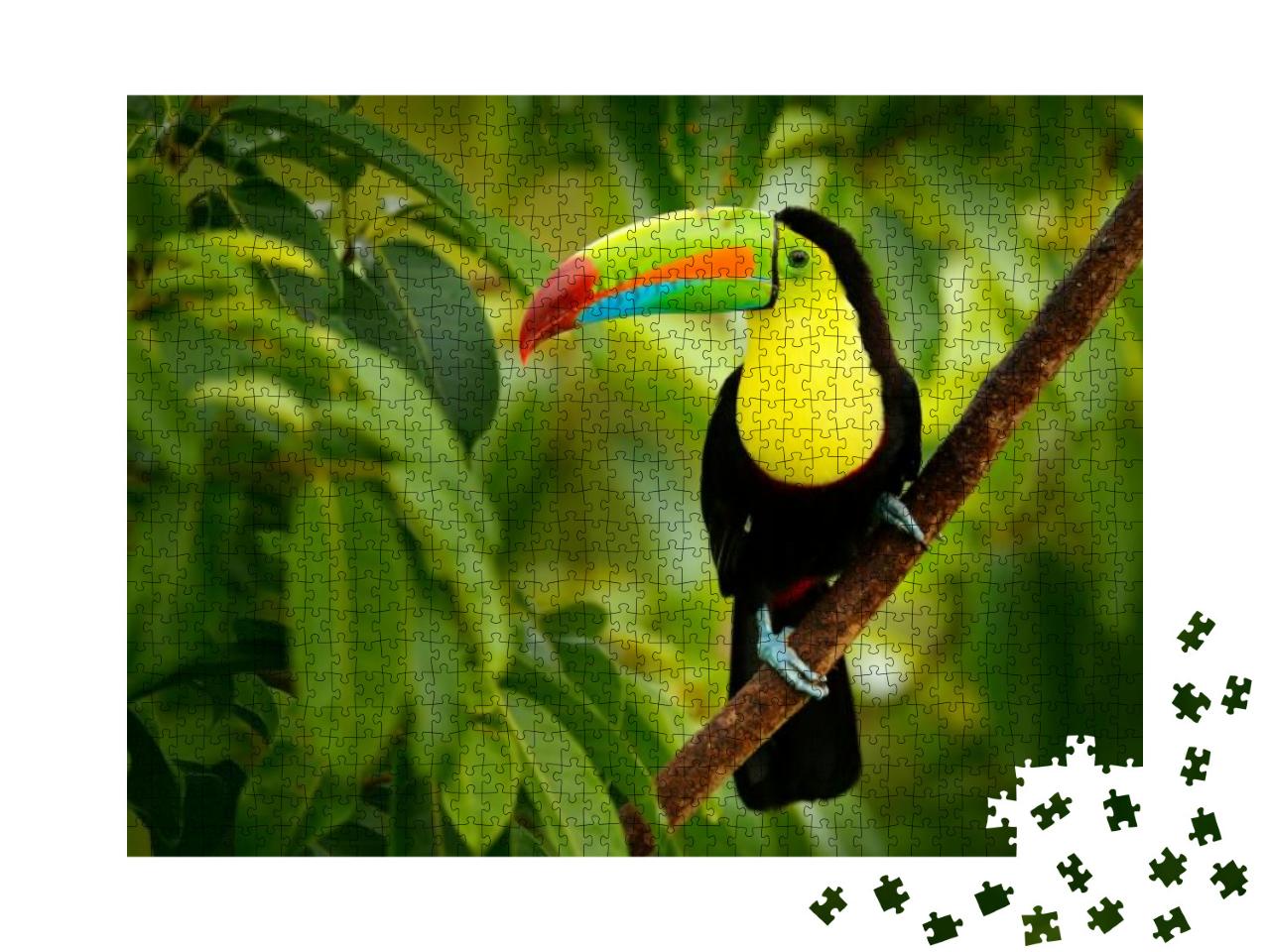 Keel-Billed Toucan, Ramphastos Sulfuratus, Bird with Big... Jigsaw Puzzle with 1000 pieces