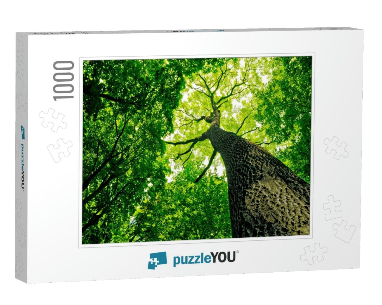 Forest Trees. Nature Green Wood Sunlight Backgrounds... Jigsaw Puzzle with 1000 pieces