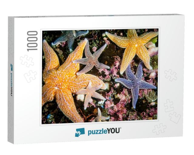 Common Starfish Underwater in the Gulf of St. Lawrence... Jigsaw Puzzle with 1000 pieces