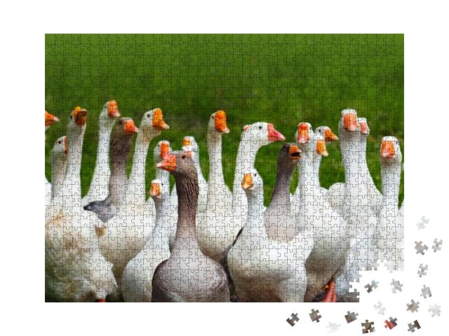 Geese Attack. Flock of Domestic Geese on a Green Meadow... Jigsaw Puzzle with 1000 pieces