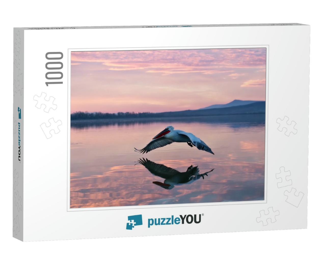 Pelican Flying Over Water in Sunrise, Pelican in Sunrise... Jigsaw Puzzle with 1000 pieces