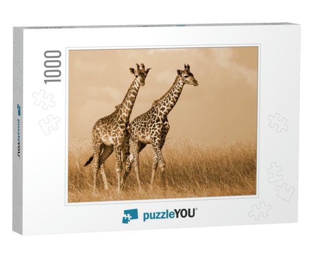 Giraffe Couple Walking... Jigsaw Puzzle with 1000 pieces