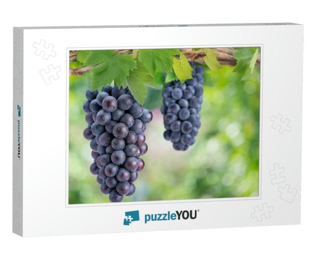 Bunch of Black Wine Grape on a Branch Over Green Natural... Jigsaw Puzzle
