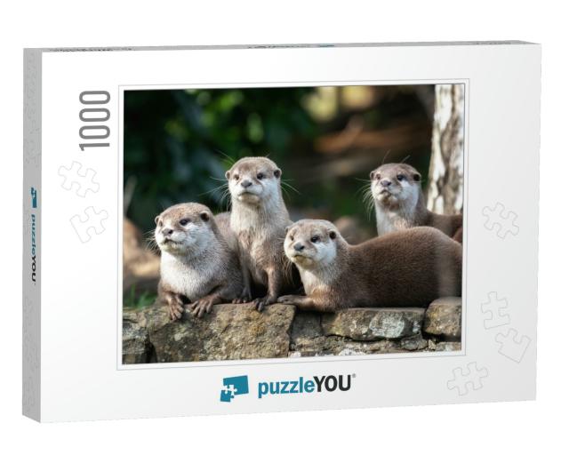 Group of Four Attentive Oriental Small-Clawed Otters... Jigsaw Puzzle with 1000 pieces