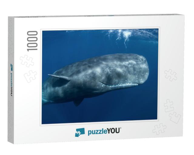Sperm Whale, Physeter Macrocephalus, Indian Ocean... Jigsaw Puzzle with 1000 pieces