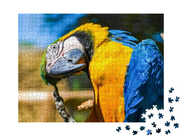 Ara Ararauna. Blue-Yellow Macaw Parrot Portrait. Ara Maca... Jigsaw Puzzle with 1000 pieces