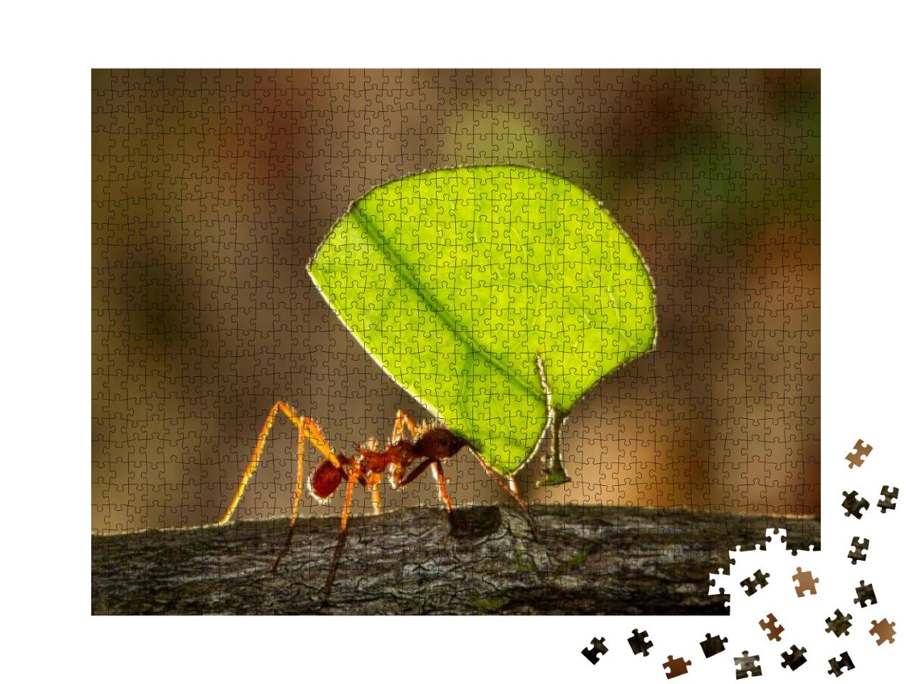 Leafcutter Ant Carrying a Leaf to Its Nest... Jigsaw Puzzle with 1000 pieces