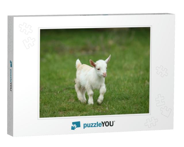 Lovely White Baby Goat Running on Grass, New England, Usa... Jigsaw Puzzle