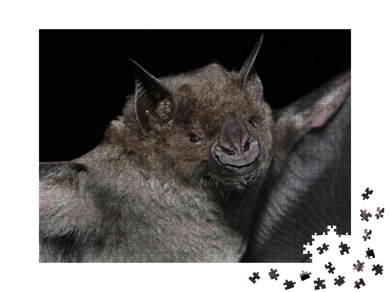 A Brazilian Bat, the Greater Spear-Nosed Bat Phyllostomus... Jigsaw Puzzle with 1000 pieces