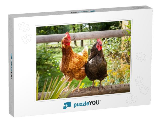 Happy Chickens... Jigsaw Puzzle