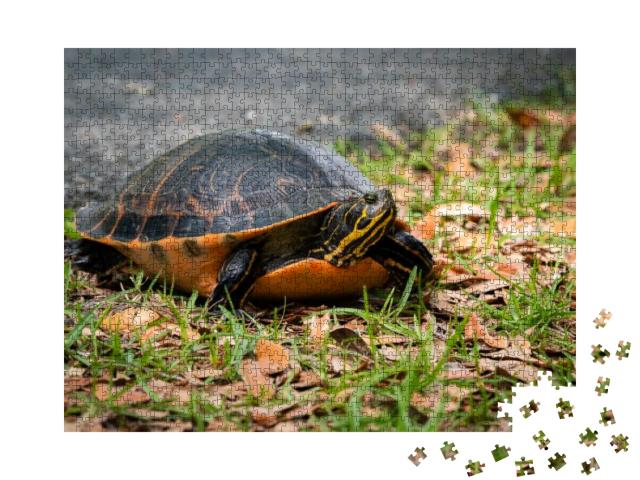 Yellow Bellied Slider Turtle Crossing Road At Okef... Jigsaw Puzzle with 1000 pieces