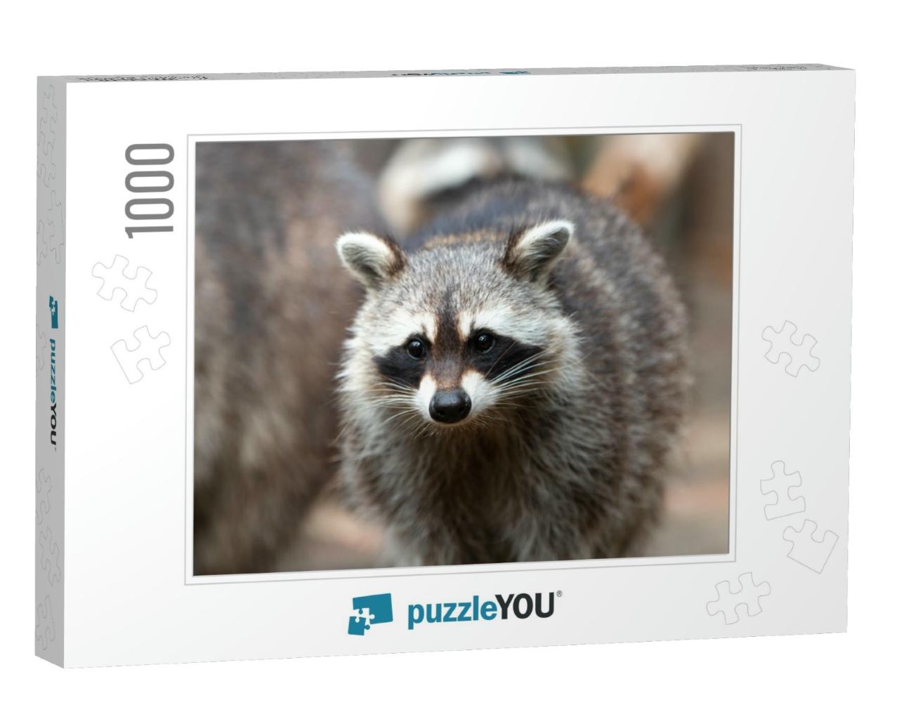 North American Raccoon in German Waschbar Procyon Lotor... Jigsaw Puzzle with 1000 pieces