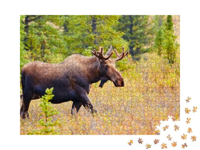 Moose, Denali National Park & Preserve, Alaska, Usa... Jigsaw Puzzle with 1000 pieces