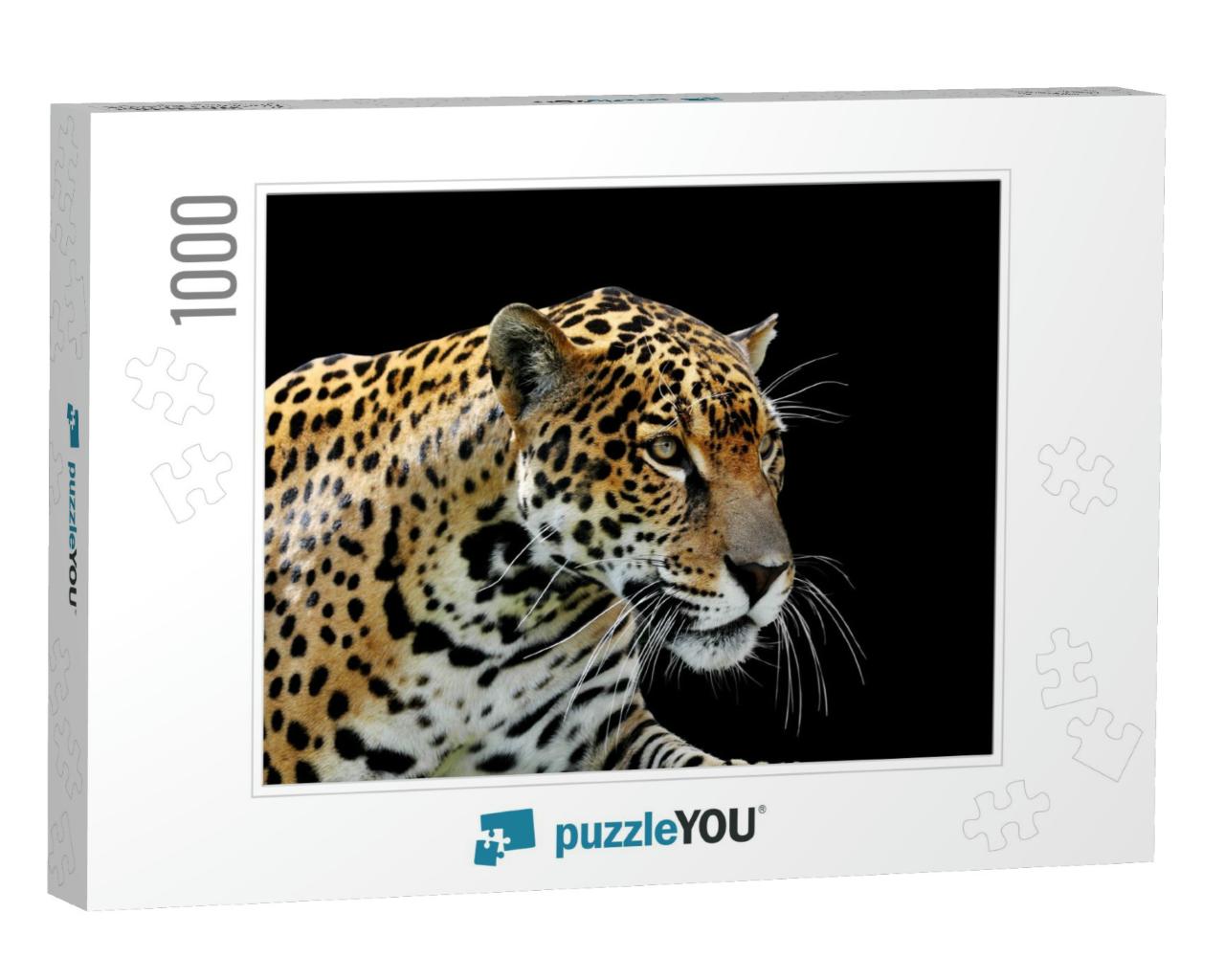 Beautiful Leopard Portrait, Panthera Pardus, Over Black B... Jigsaw Puzzle with 1000 pieces