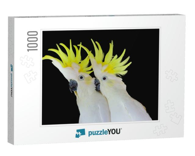 Greater Sulphur-Crested Cockatoo Isolated on Black Backgr... Jigsaw Puzzle with 1000 pieces