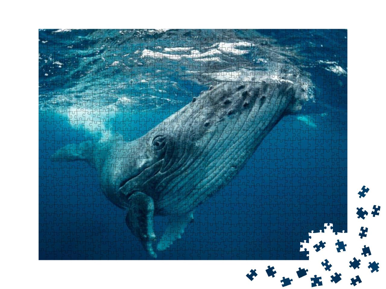 Whale Nature Tonga... Jigsaw Puzzle with 1000 pieces