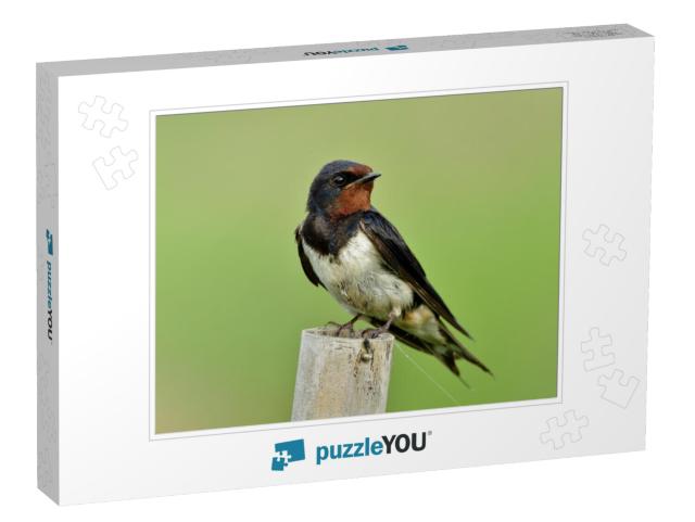 Barn Swallow Hirundo Rustica or Swift, Lovely Black Bird... Jigsaw Puzzle