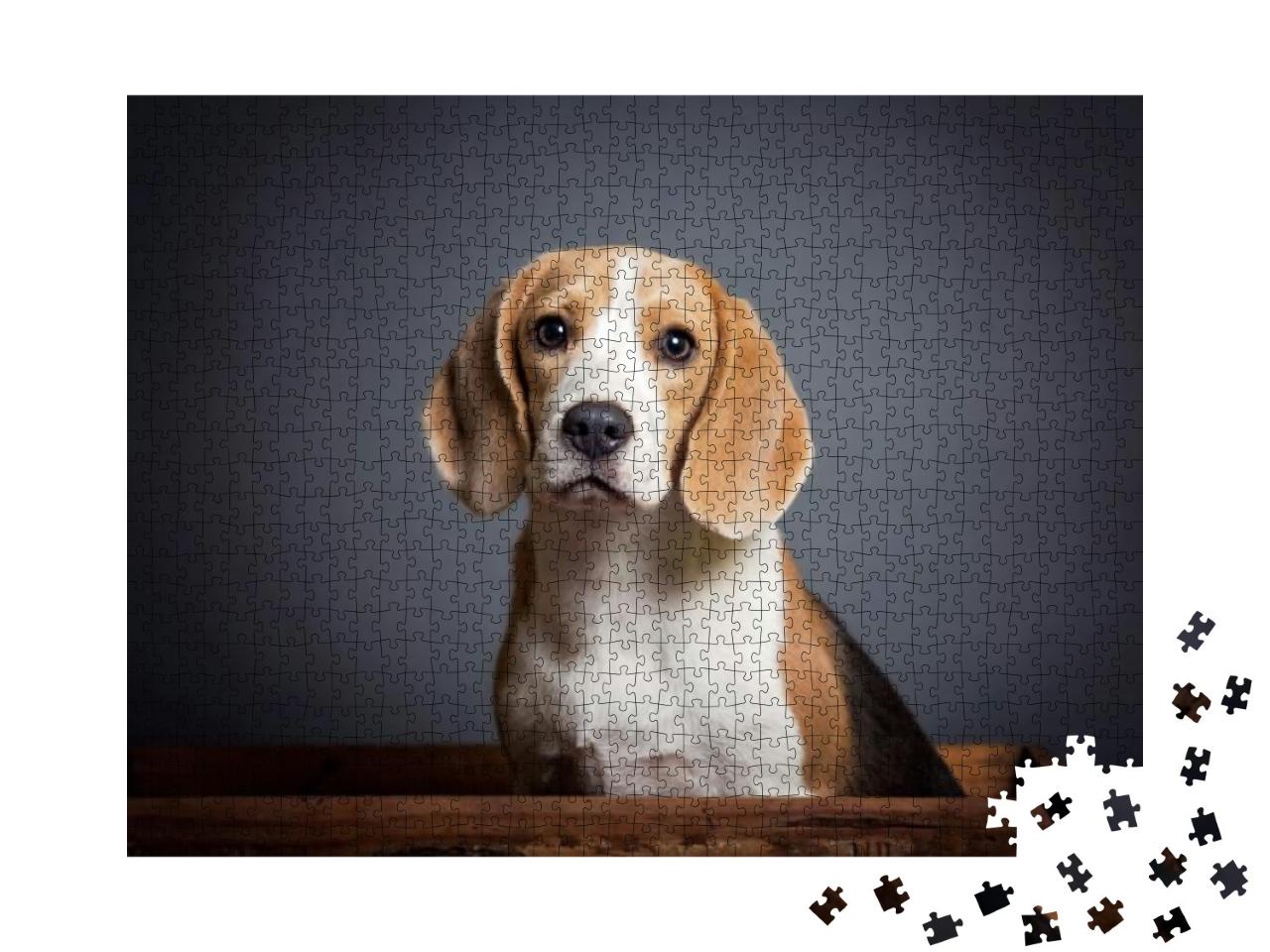 Adorable Portrait of a Blue Beagle Puppy... Jigsaw Puzzle with 1000 pieces