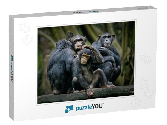 Chimpanzee Consists of Two Extant Species Common Chimpanz... Jigsaw Puzzle